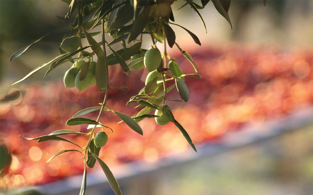 8 Enogastronomia d'eccellenza