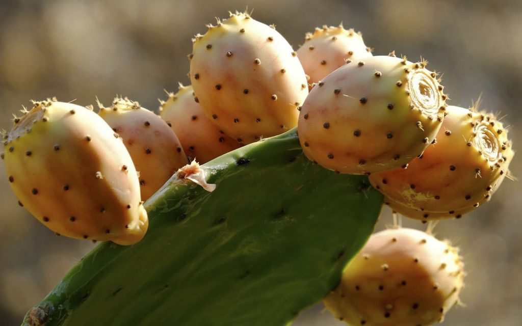 9 Enogastronomia d'eccellenza